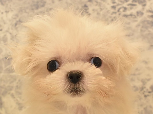 福岡県のハーフ犬・ミックス犬 (ペッツワン福岡新宮店/2024年5月4日生まれ/女の子/ホワイト)の子犬